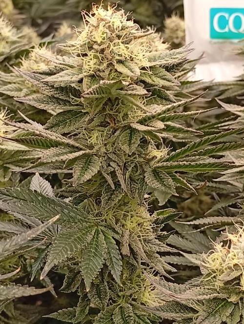 Bunkr. Week 6 - 😉