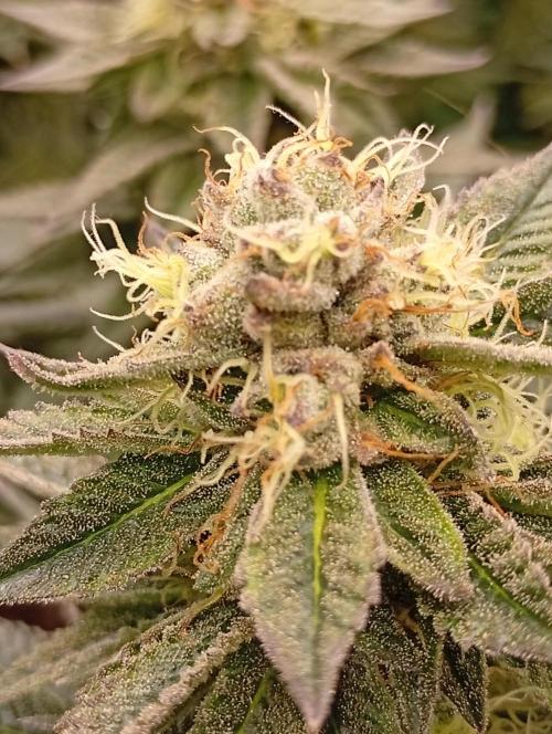 Bunkr. Week 6 - 😉