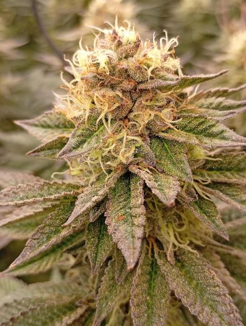 Bunkr. Week 7 - Masakr