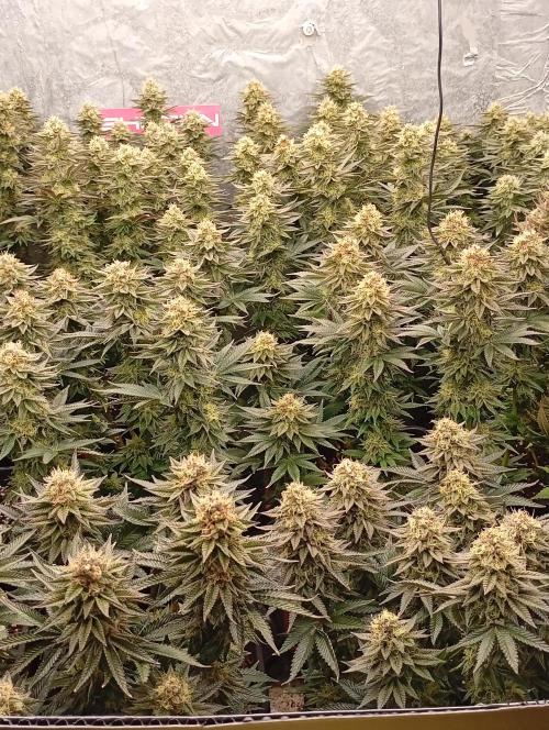 Bunkr. Week 7 - Masakr