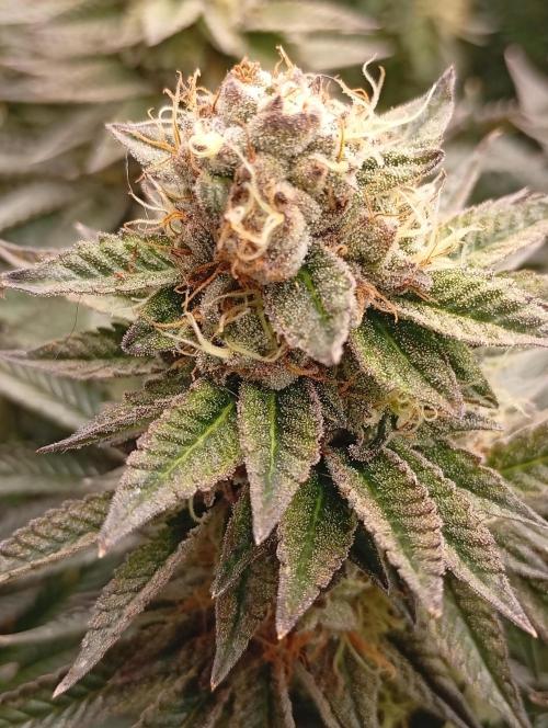 Bunkr. Week 7 - Masakr