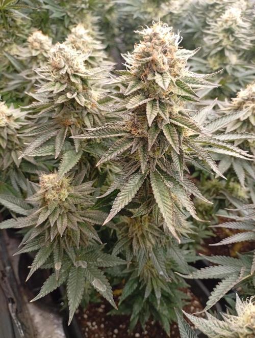 Bunkr. Week 7 - Masakr