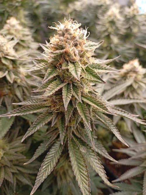 Bunkr. Week 7 - Masakr