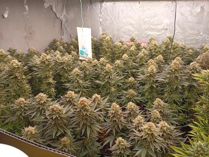 Bunkr. Week 7 - Masakr