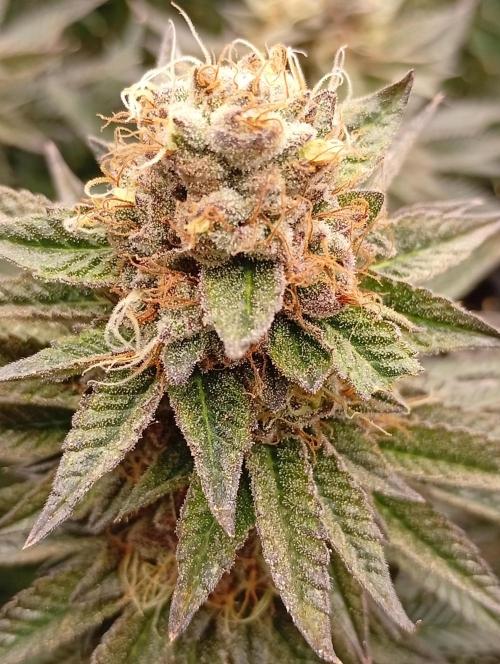 Bunkr. Week 8 - 🤟