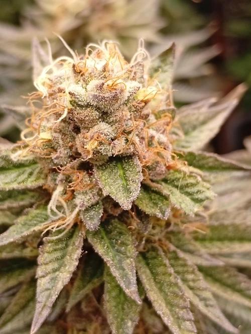 Bunkr. Week 8 - 🤟