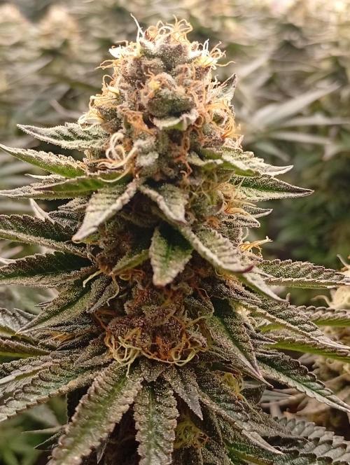 Bunkr. Week 8 - 🤟