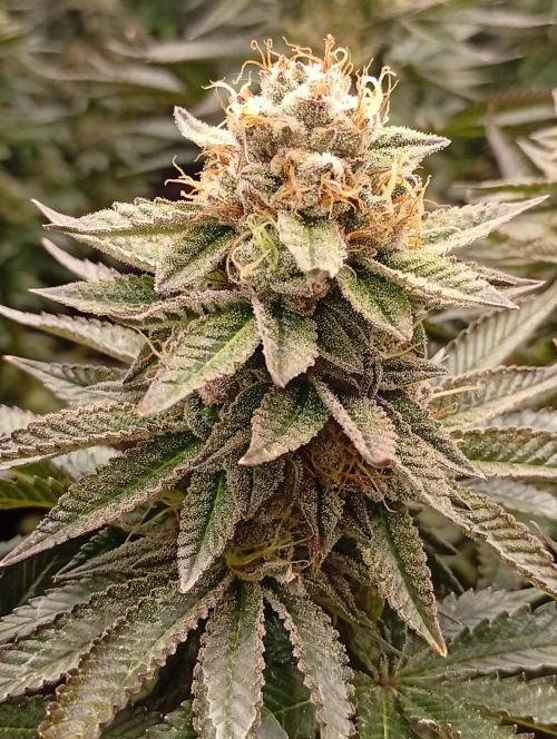 Bunkr. Week 8 - 🤟