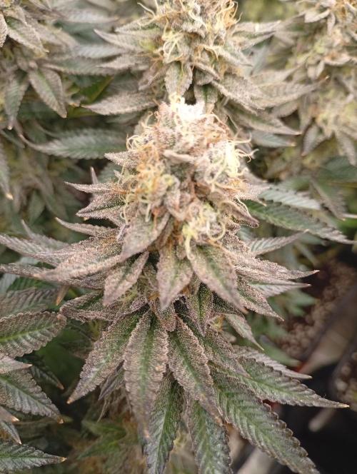 Bunkr. Week 8 - 🤟