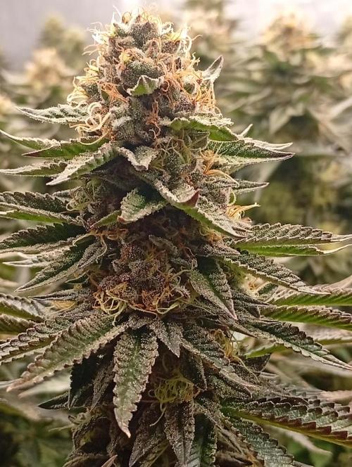 Bunkr. Week 8 - 🤟