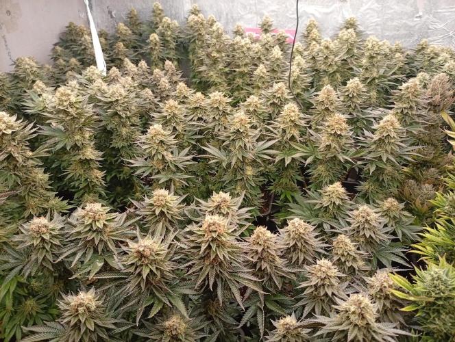 Bunkr. Week 8 - 🤟