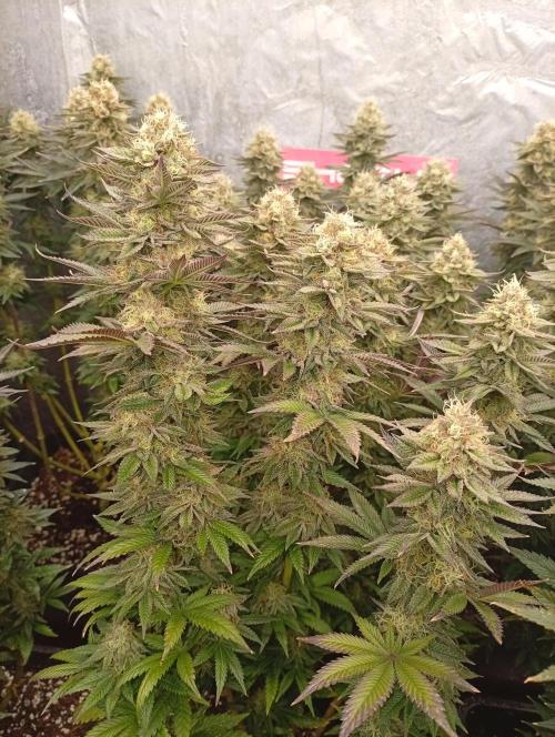 Bunkr. Week 8 - 🤟