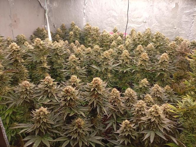 Bunkr. Week 8 - 🤟