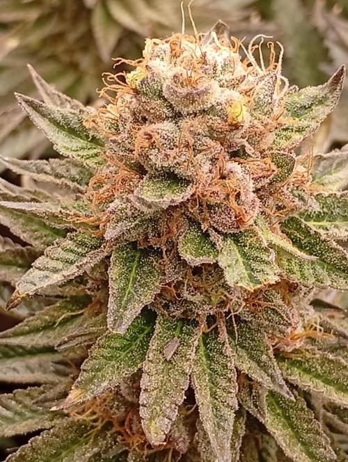 Bunkr. Week 9 - 🤟