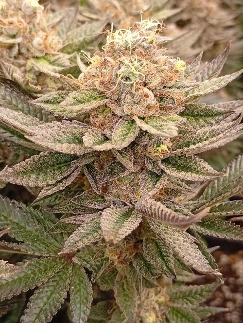 Bunkr. Week 10 - 🤪