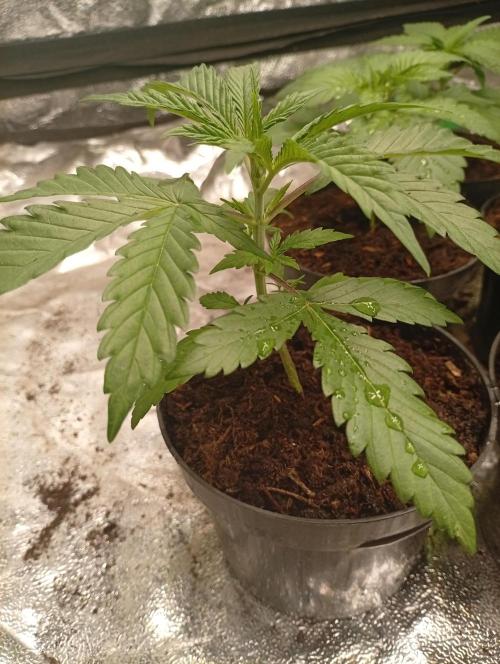 AN fullgrow. Week 3 - 😉