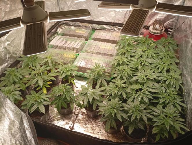 AN fullgrow. Week 3 - 😉