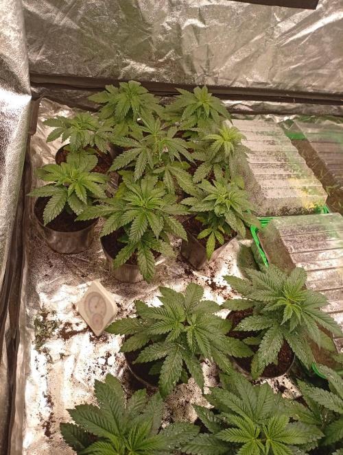 AN fullgrow. Week 3 - 😉