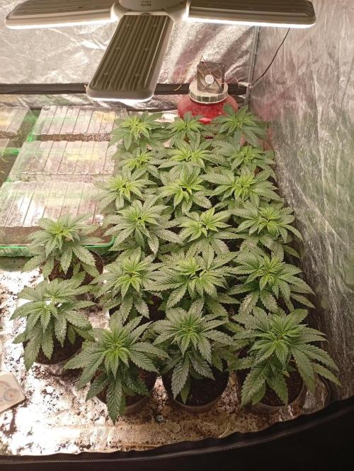 AN fullgrow. Week 3 - 😉