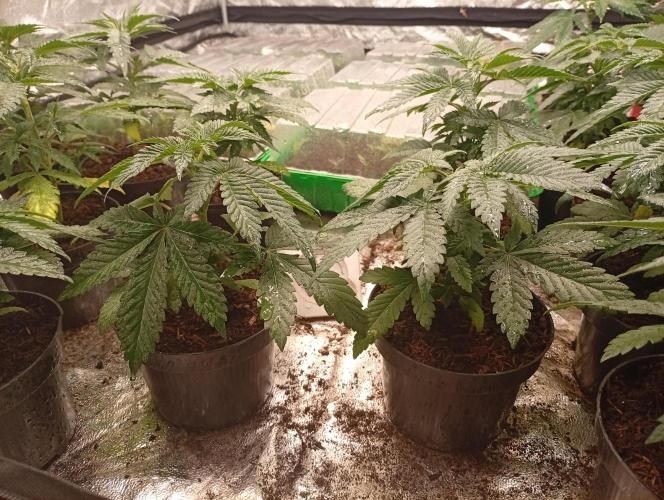 AN fullgrow. Week 3 - 😉