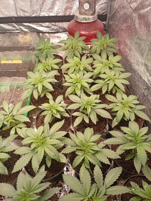 AN fullgrow. Week 3 - 😉