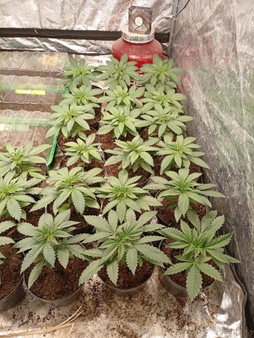 AN fullgrow. Week 3 - 😉