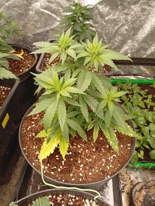 AN hnojky complet řada. Week 4 - Už jedou..