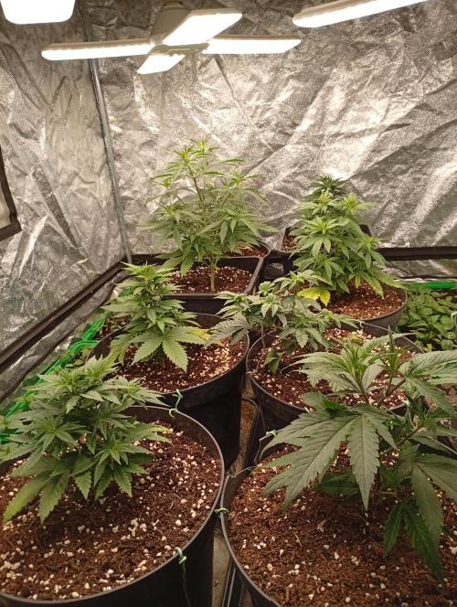 AN hnojky complet řada. Week 4 - Už jedou..