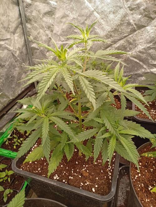 AN hnojky complet řada. Week 4 - Tahle vypadá dobře ..