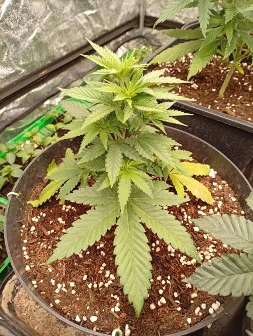 AN hnojky complet řada. Week 4 - Tuhle to trochu lízlo... 😁