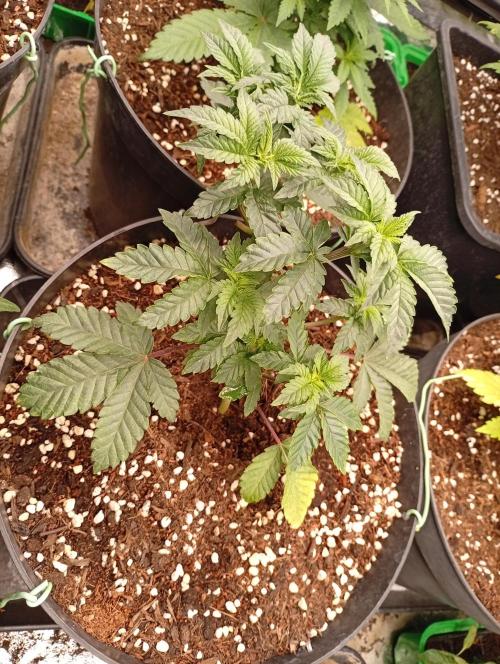 AN hnojky complet řada. Week 4 - Humbolt... Je jiná než ostatní ... 