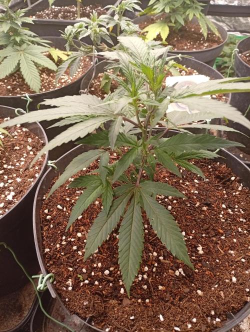 AN hnojky complet řada. Week 4 - 😉