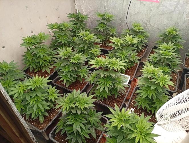 Permanent Marker v bunkru. Week 5