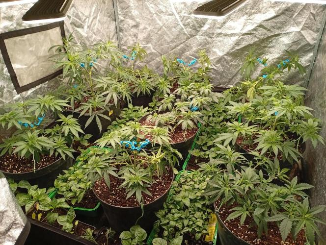 AN hnojky complet řada. Week 5 - ...