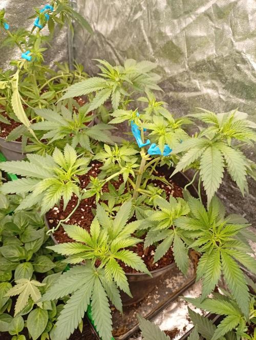 AN hnojky complet řada. Week 5 - ...