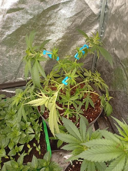 AN hnojky complet řada. Week 5 - ...