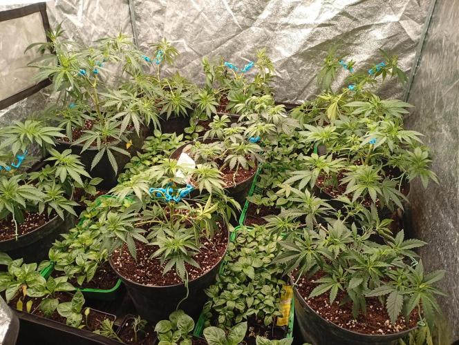 AN hnojky complet řada. Week 5 - ...