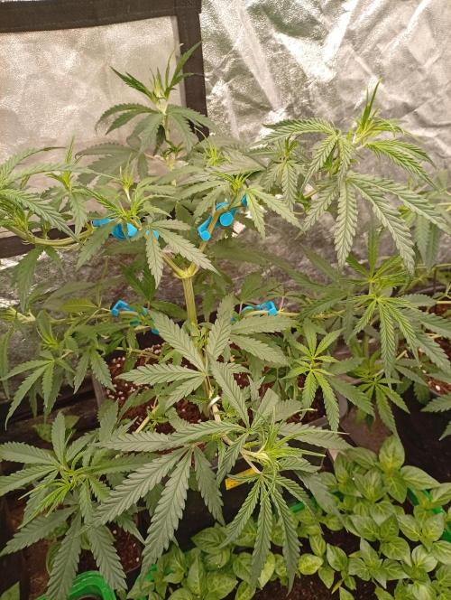 AN hnojky complet řada. Week 5 - ...