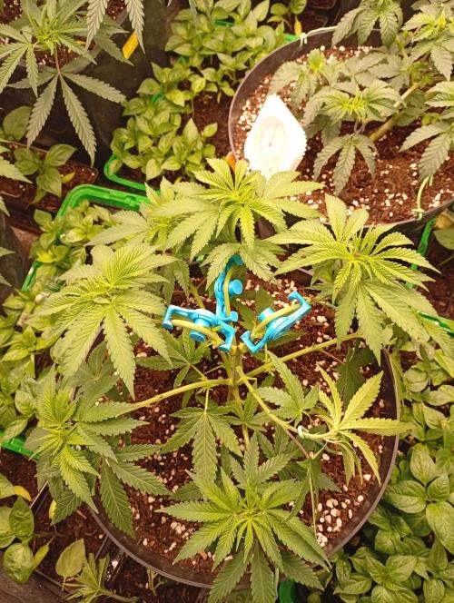 AN hnojky complet řada. Week 5 - ...