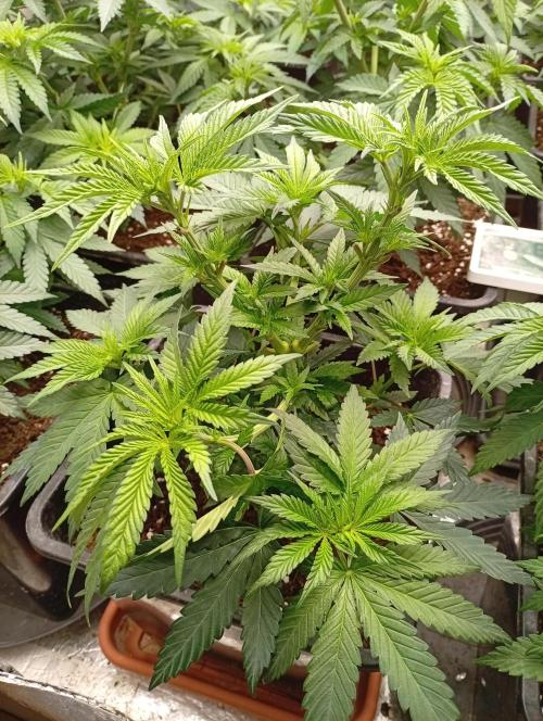 Permanent Marker v bunkru. Week 5 - ...