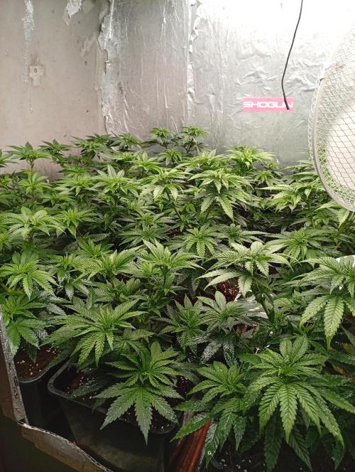 Permanent Marker v bunkru. Week 5 - ...