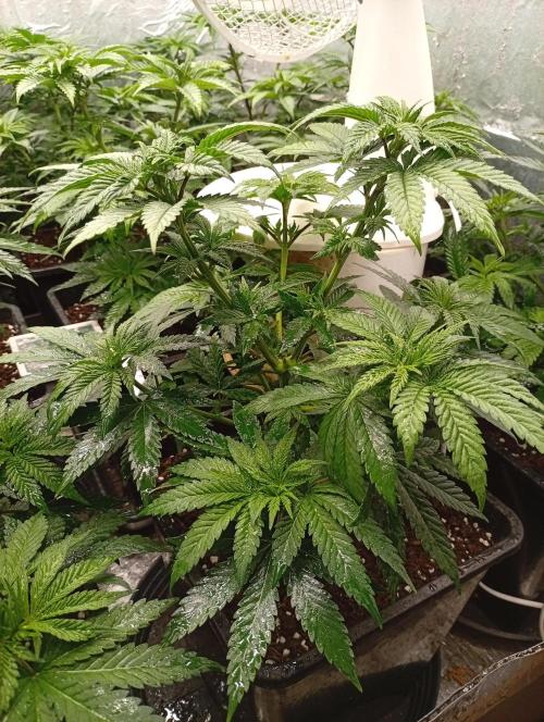 Permanent Marker v bunkru. Week 5 - ...