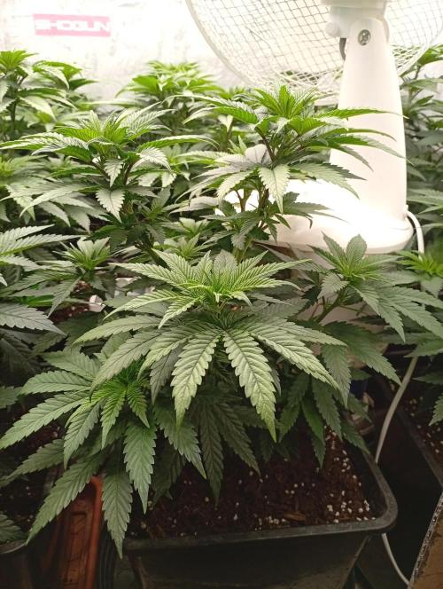 Permanent Marker v bunkru. Week 6 - ...