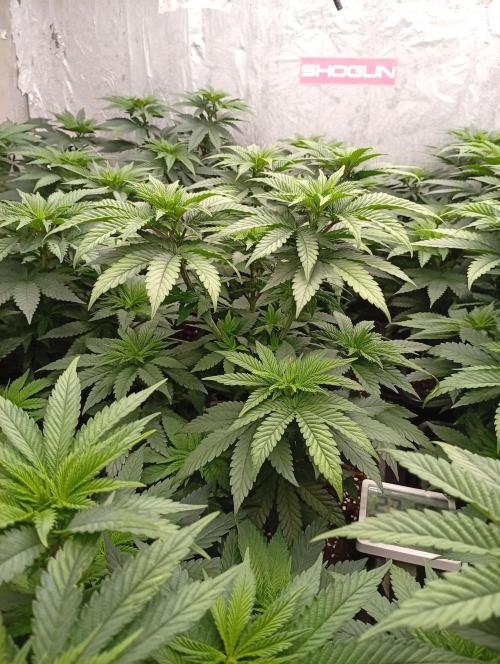 Permanent Marker v bunkru. Week 6 - ...