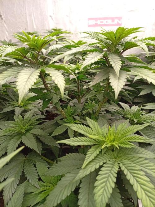 Permanent Marker v bunkru. Week 6 - ...