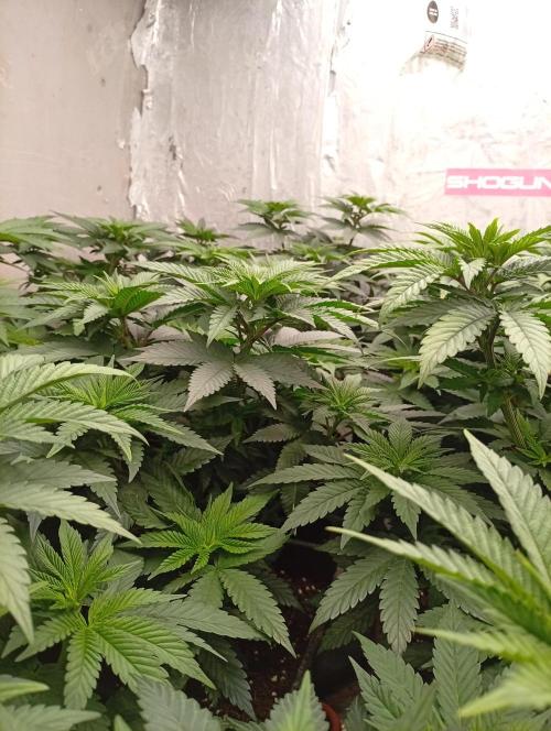 Permanent Marker v bunkru. Week 6 - ...