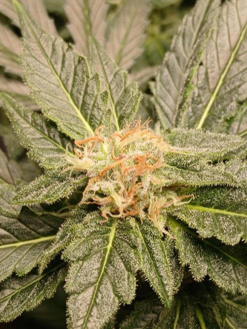 Green Poison. Week 11