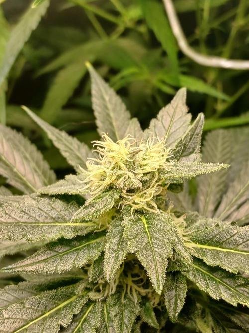 Green Poison. Week 11