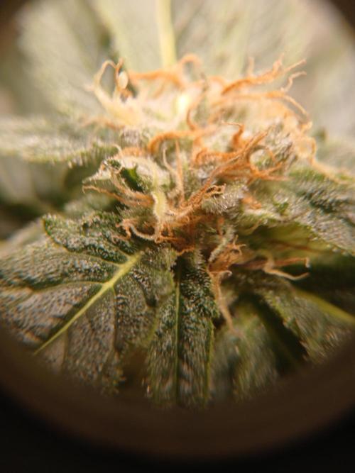 Green Poison. Week 12 - Week 6