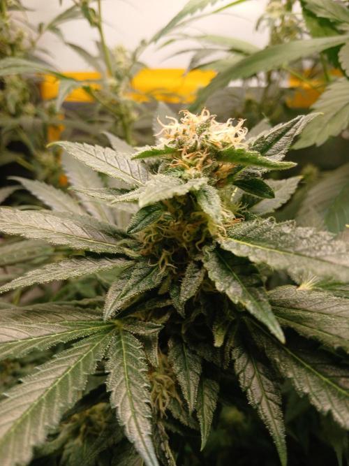 Green Poison. Week 12